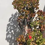 Sea Breeze Apartman