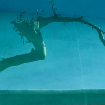 Sea Breeze