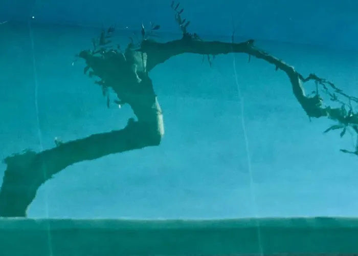 Sea Breeze